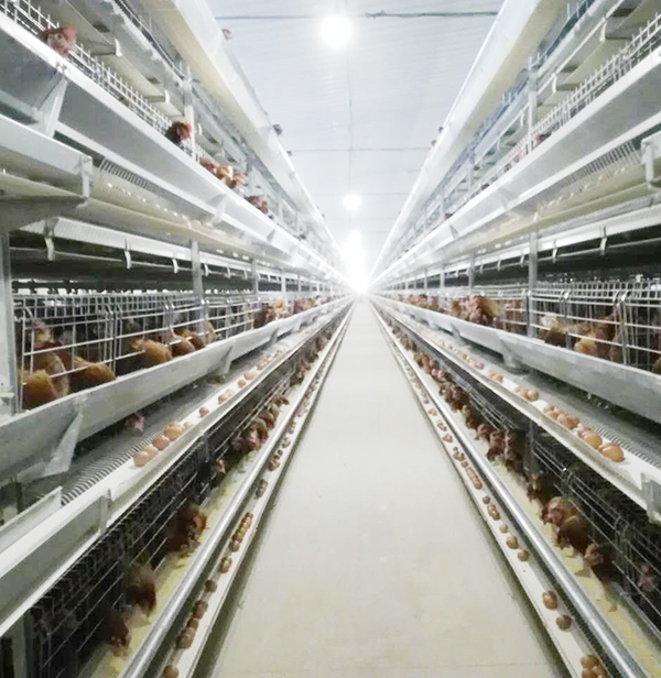 使用全自动养鸡装备养鸡用什么饲料好？？？？？？？